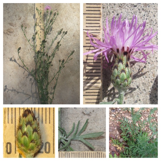 From left to right, top to bottom: Plant view of Spotted Knapweed; flower; flower bud; midstem leaf; and basal leaves.  Photos courtesy of USFWS Balcones Canyonlands.